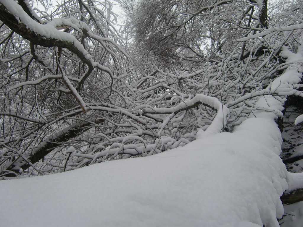 Ветки снега, Светловодск