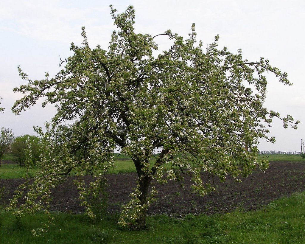 Pear tree (Груша), Устиновка