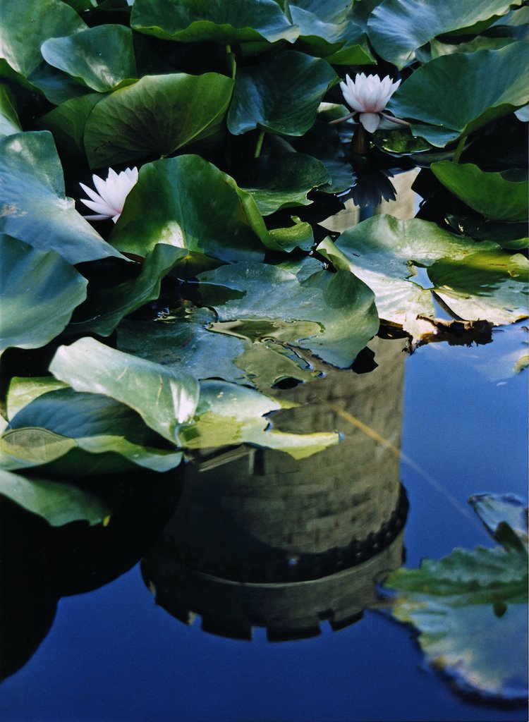 Водяные лилии. Сад Алупкинского Дворца - Water Lilies. Alupka Palace Garden, Алупка