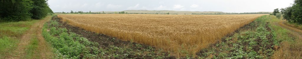 Панорама. Багерово. Зерновое поле. Вид на Андреевское урочище с северо-запада с лесополосы, Багерово