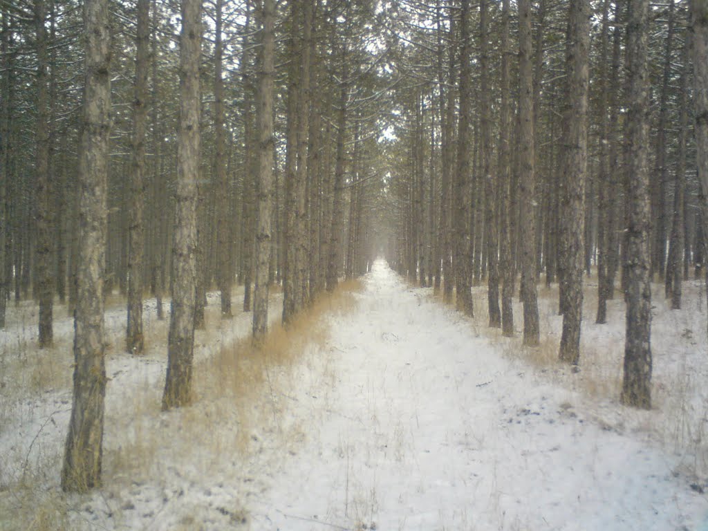 сосновый лес, Белогорск