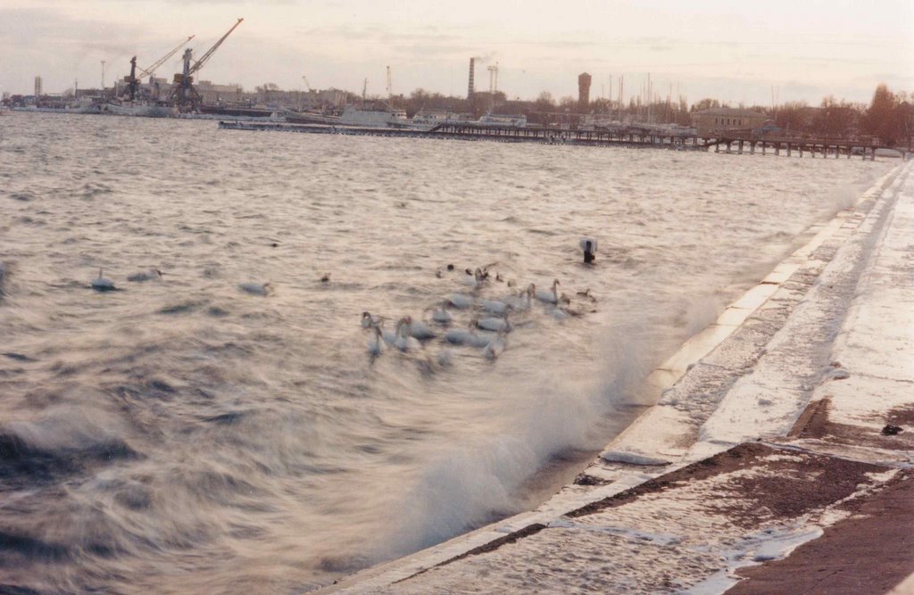 Winter. Swans. Embankment, Евпатория