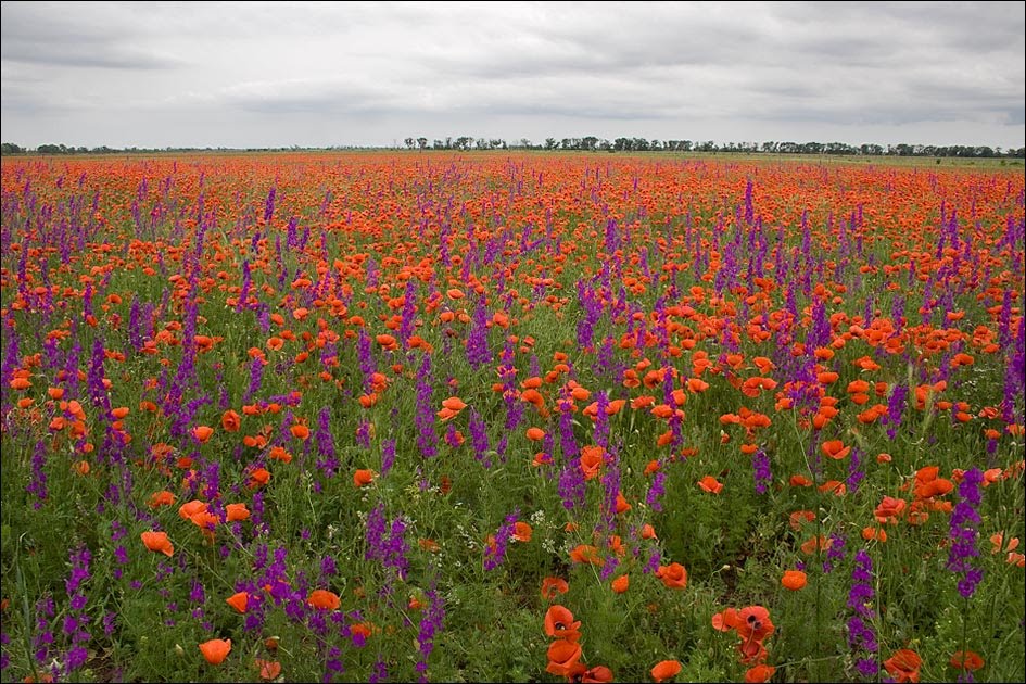 Poppy fields in the Crimea ..., Красногвардейское
