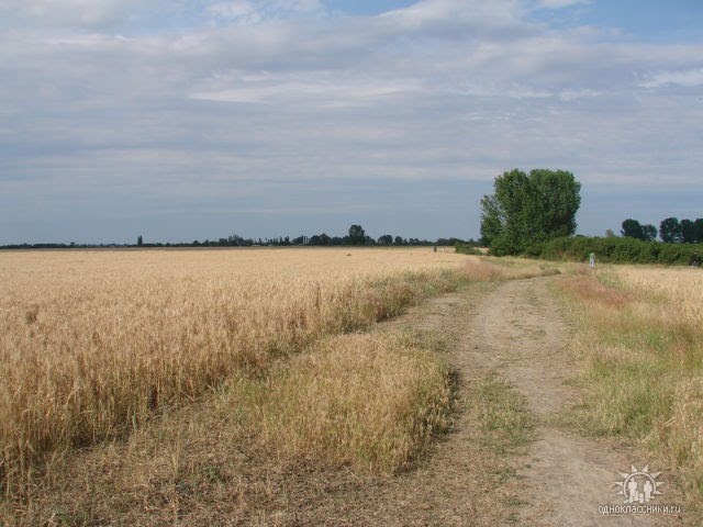 поле, Нижнегорский