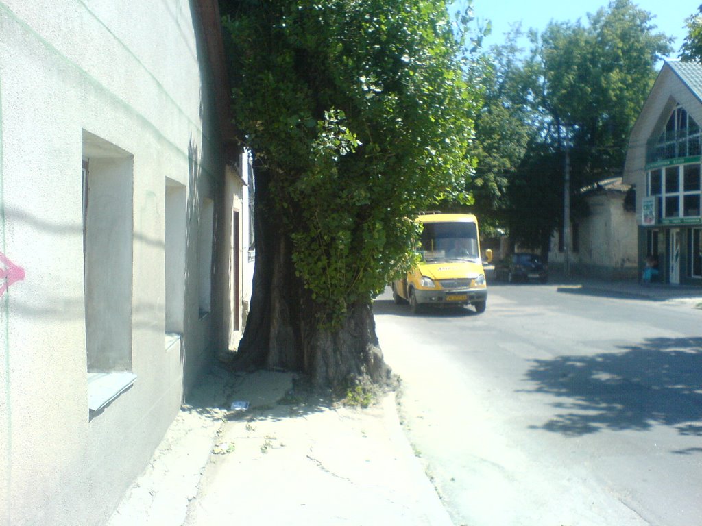 Старый тополь, Симферополь