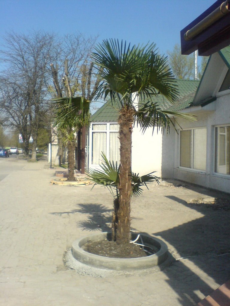 Palms, Симферополь