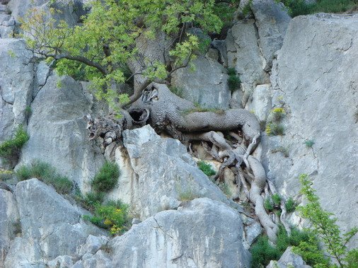 Горные наги (духи), Форос