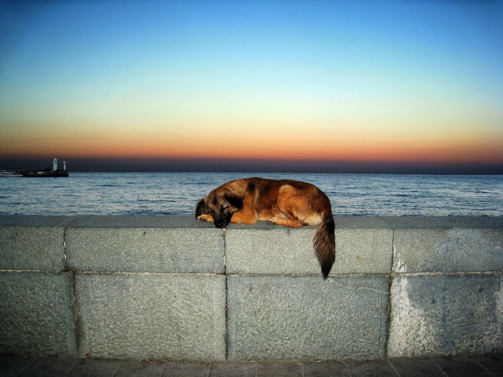 Resting dog on Black sea, Ялта