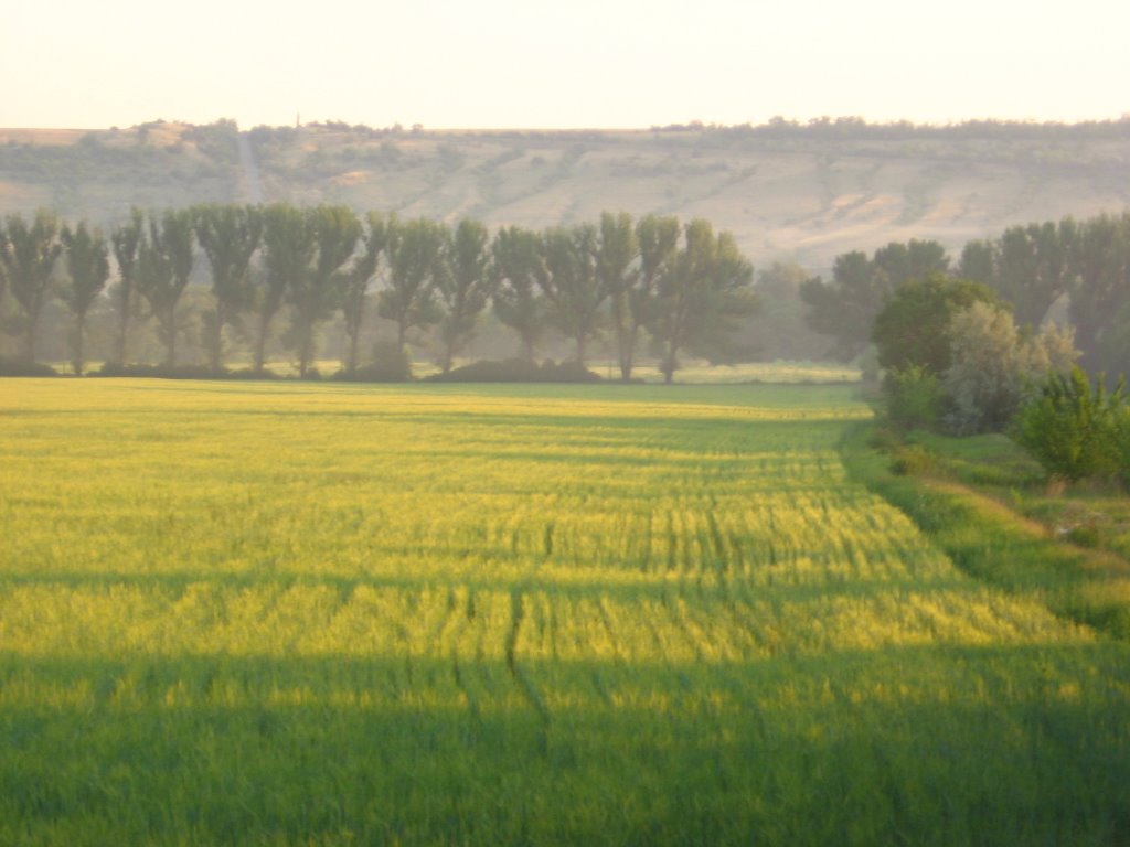 field near Bila River, Белое