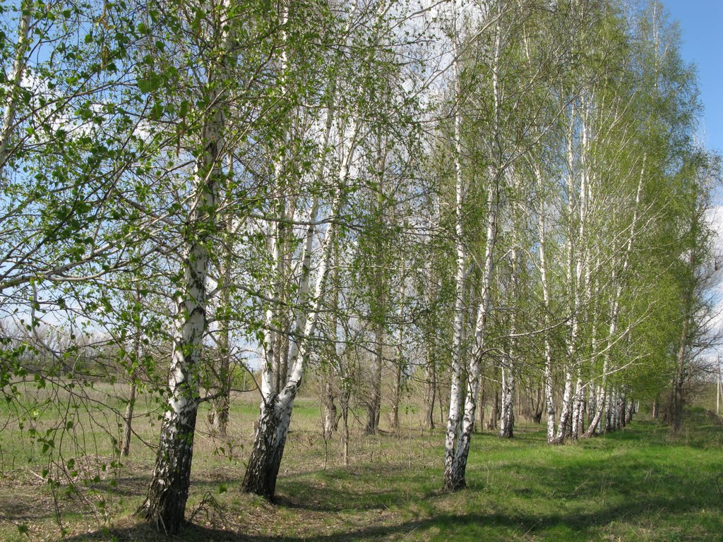 весна вдоль Айдара, Белолуцк