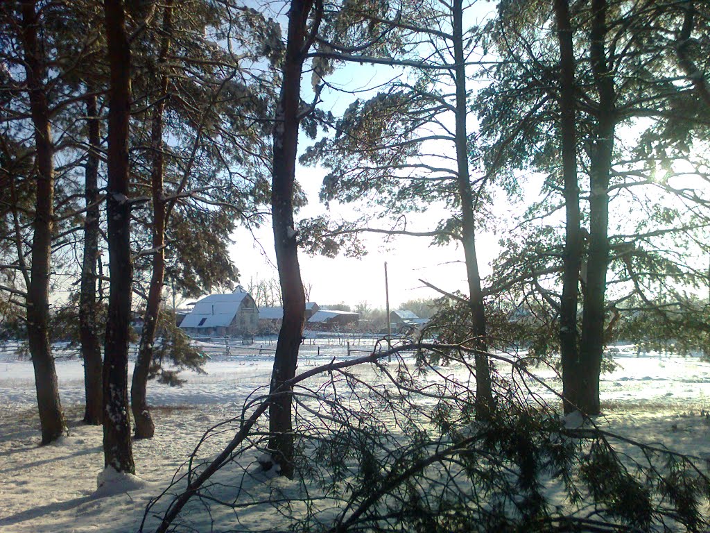 Окраина леса в Боровском, Боровское