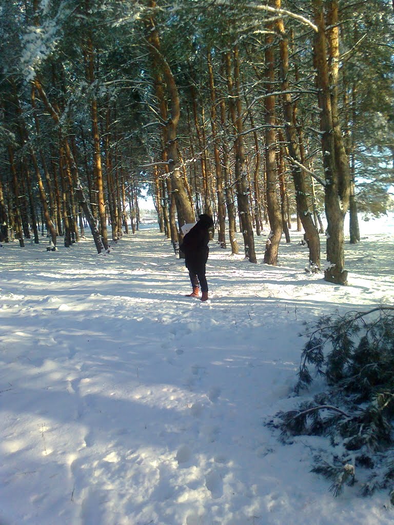 Боровщанский лес, Боровское