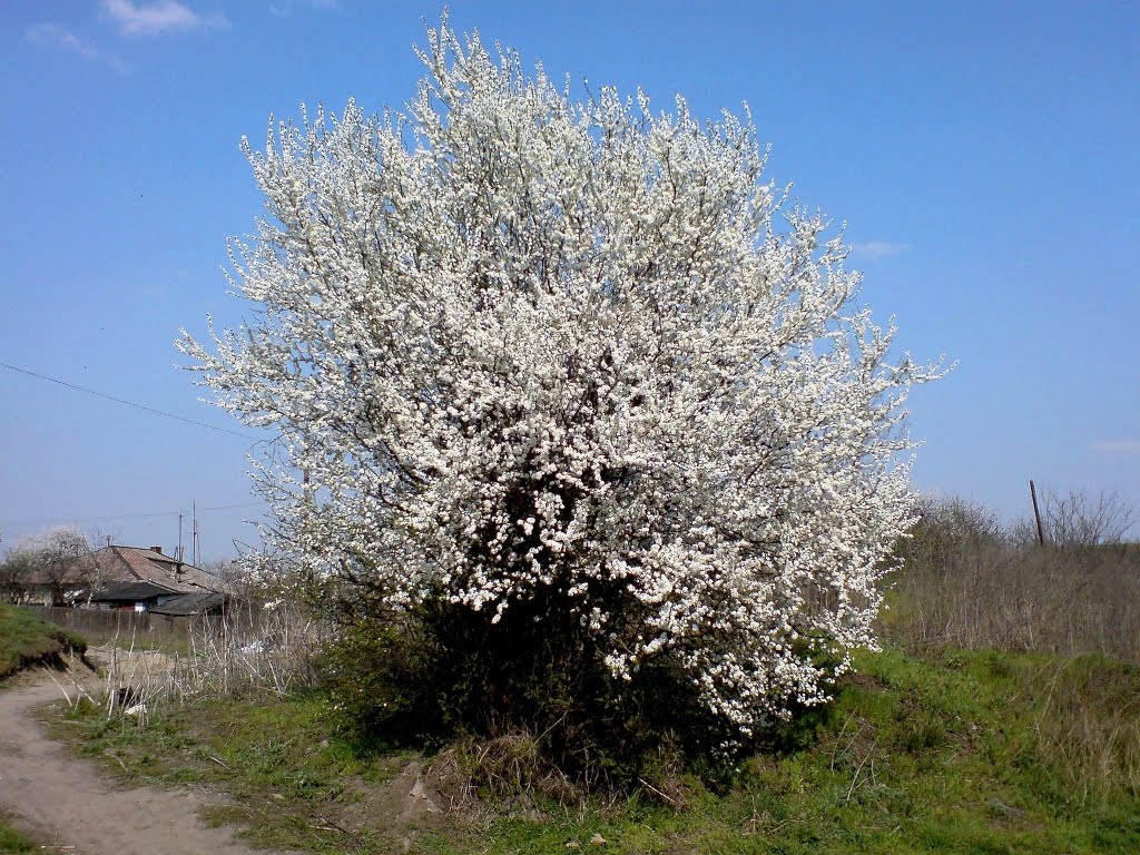Plum-tree blooming., Брянка