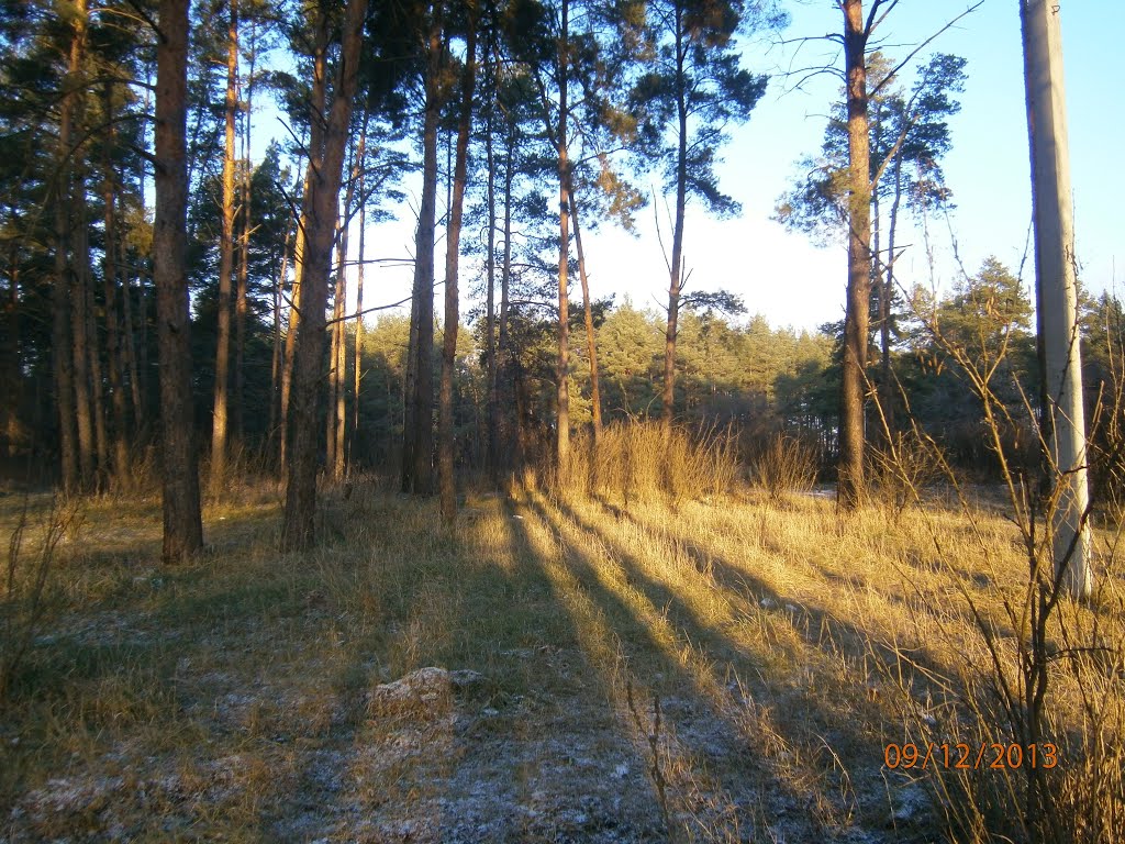 лес, Ворошиловград