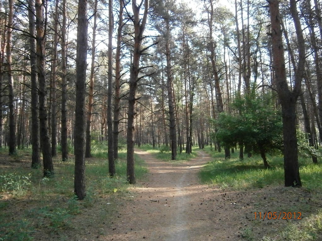 пейзаж, дорожки в сосне, Ворошиловград