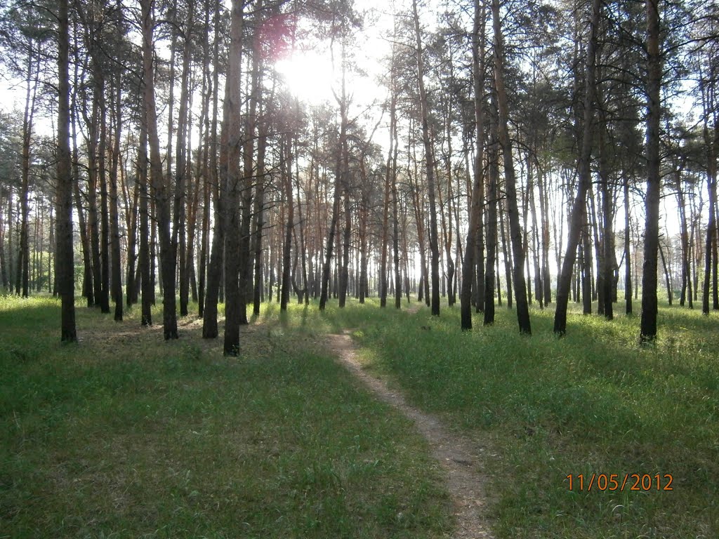 пейзаж,дорожки в лесу, Ворошиловград