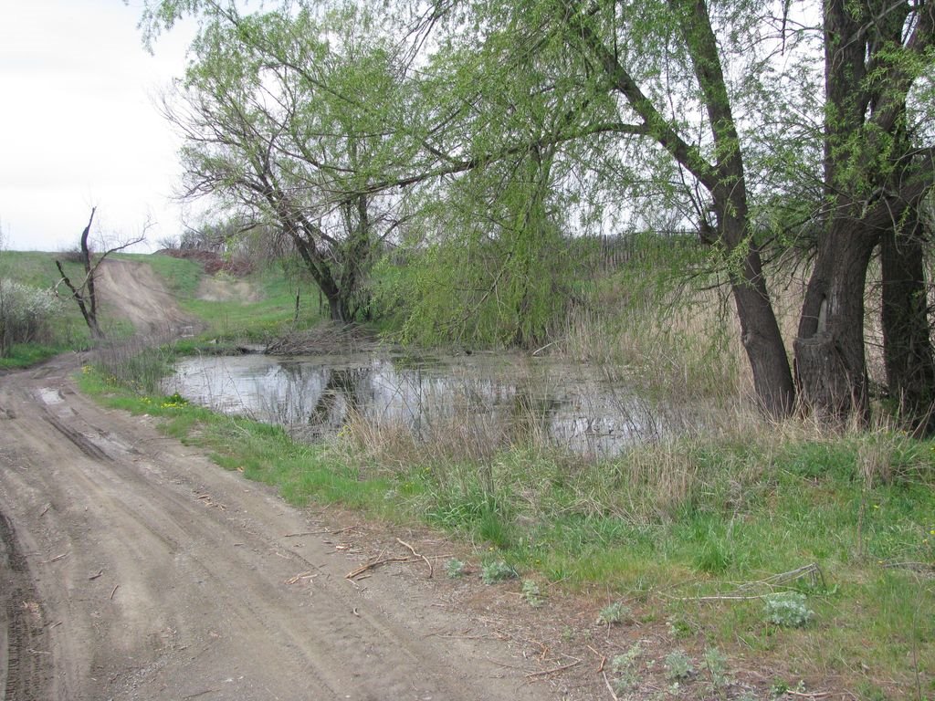 Высохший в прошлые годы пруд снова наполнен водой, Есауловка