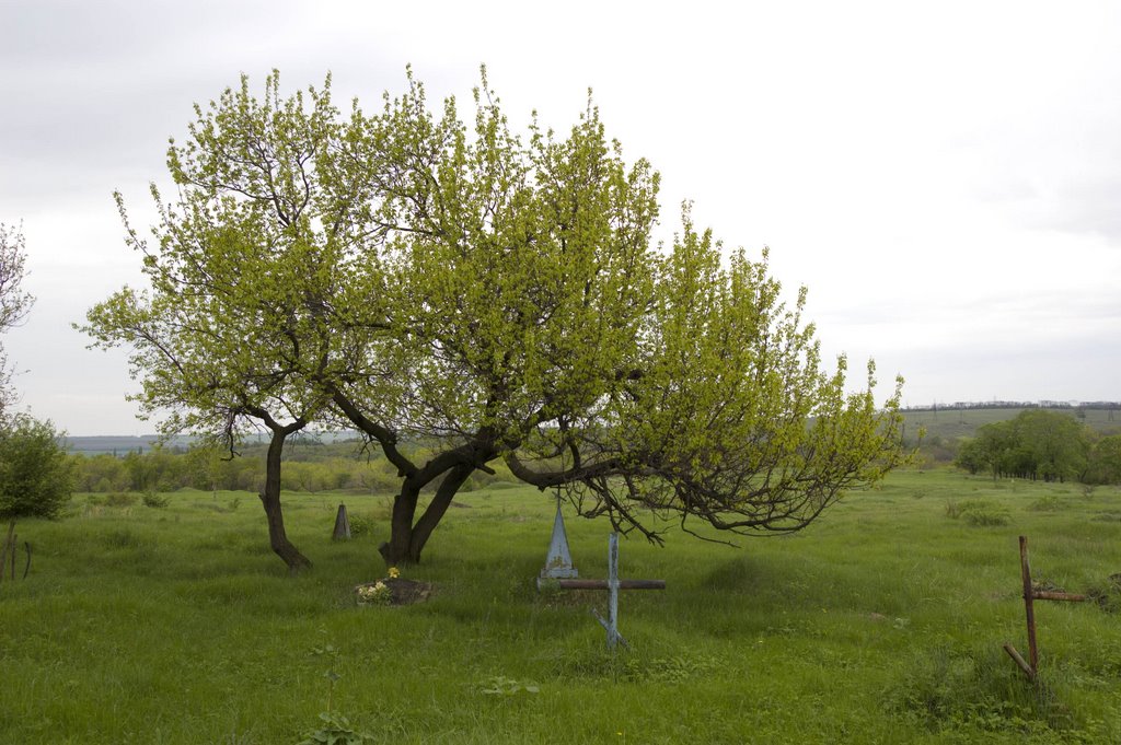 Tree & Graves, Лисичанск