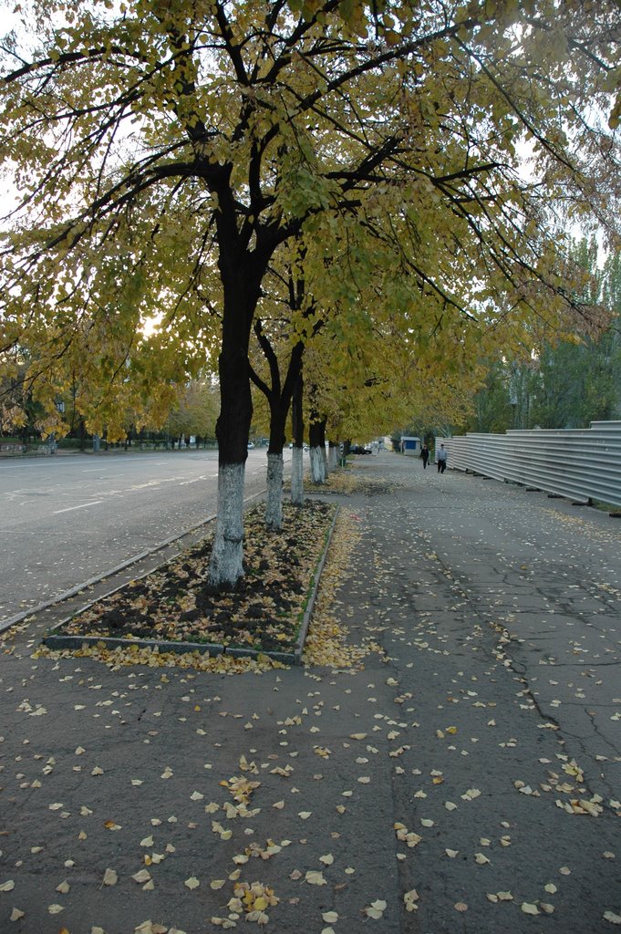 Липы на улице Коцюбинского. Lime-trees on Kotsiubinskogo street., Луганск