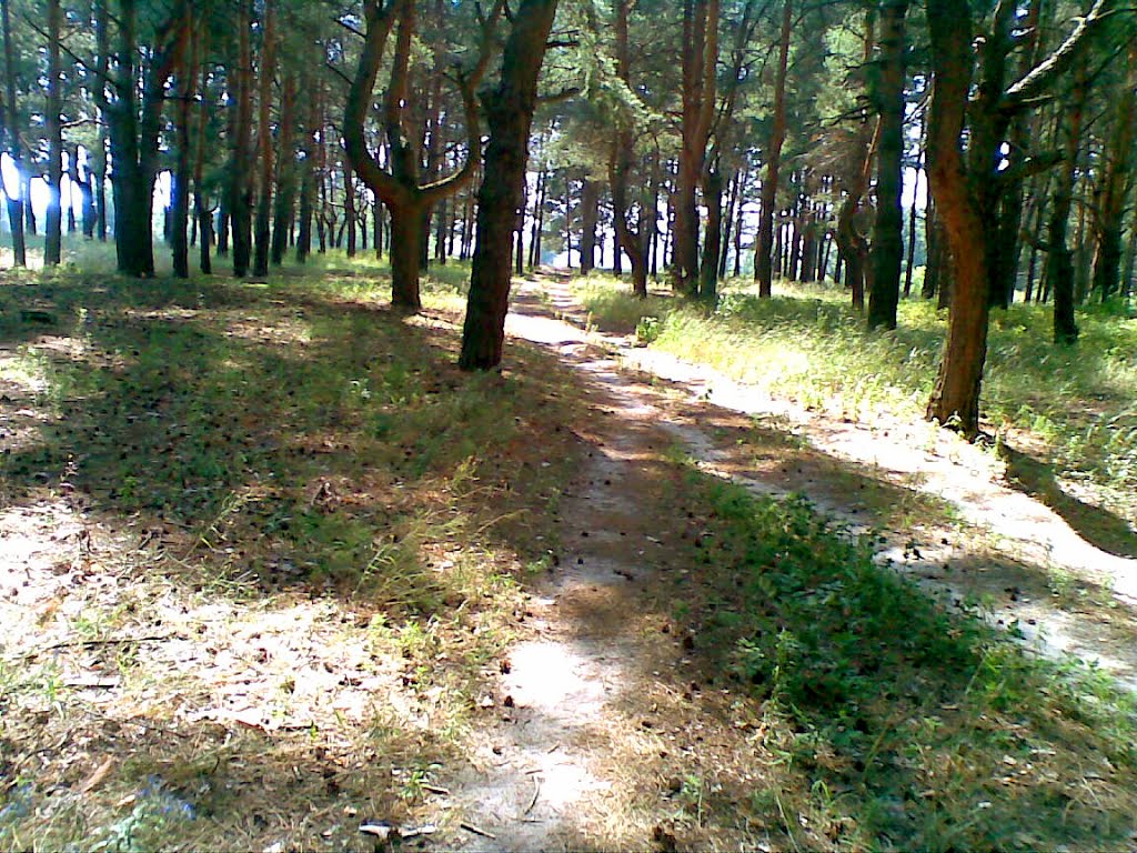 грибной лес, Новоайдар