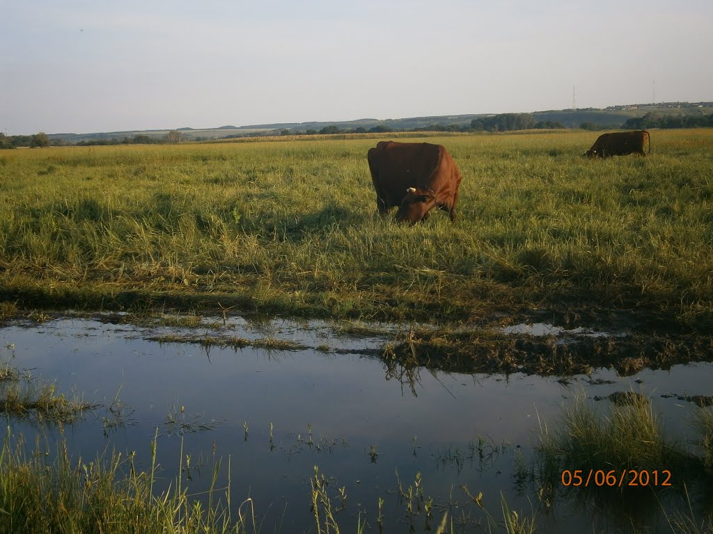 пейзаж с коровками, Новоайдар