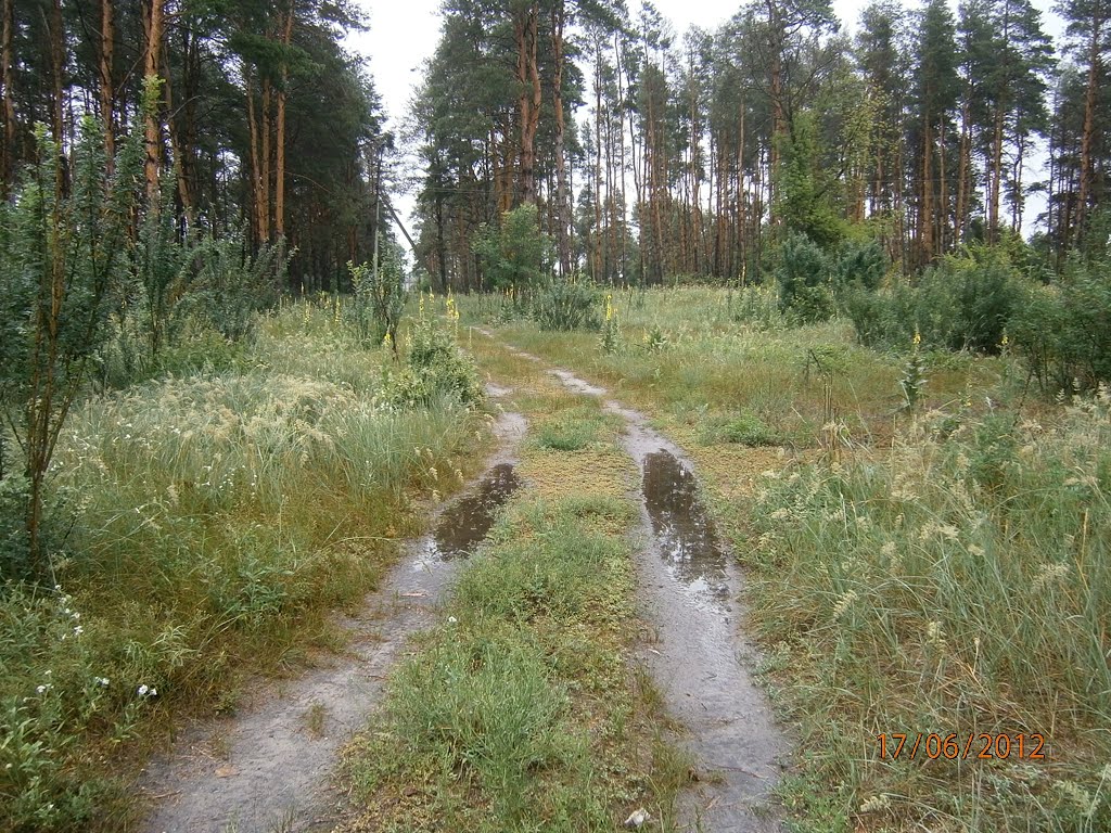 утренний лес после дождика, Новоайдар