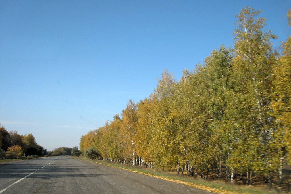 Деревья у дороги. Trees aside road., Попасная