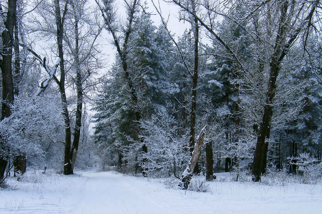 лес, Славяносербск