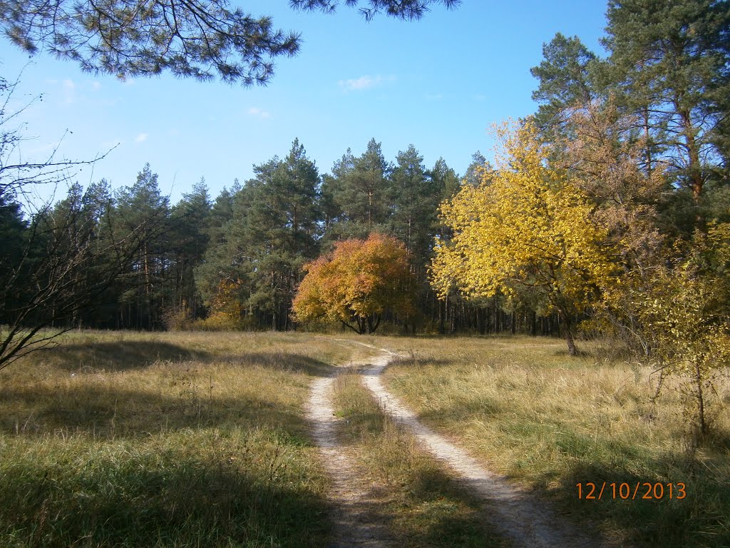 Сосновый лес, Станично-Луганское