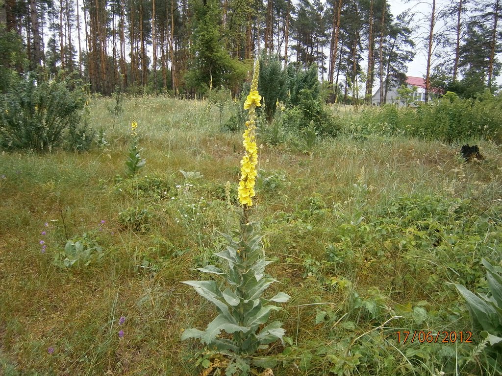 мокрые травы, Станично-Луганское