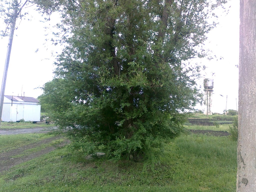 Дерево, Троицкое