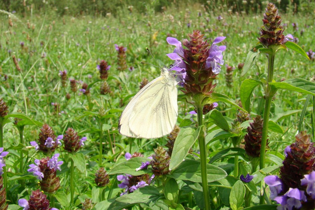 Borboleta - Butterfly - Farfalla - Moth - Motylki - Papillon - Schmetterlinge - Volvoreta - Motýl - Pillangó, бабочка, 蝴蝶, Mariposa - Leptir - метелик., Винники