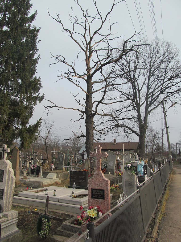 trees in the winter, Дрогобыч