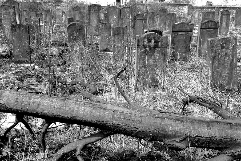 Drohobych (Ukr. Дрогобич, Pol. Drohobycz, Yidd. דראָהאָביטש) - Jewish cemetery, Дрогобыч