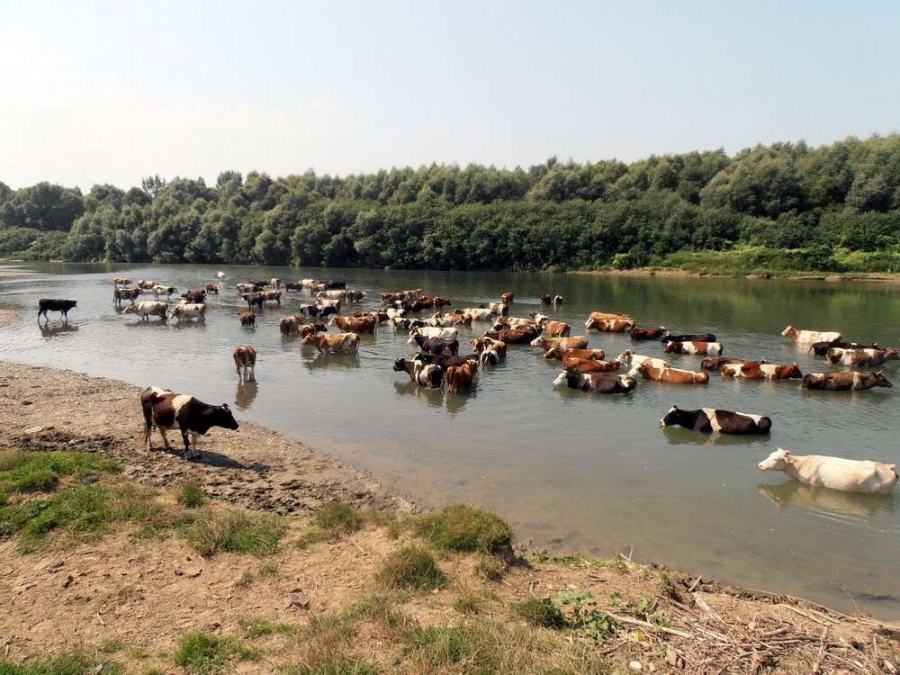 Cattle in the Stryi river, Жидачов
