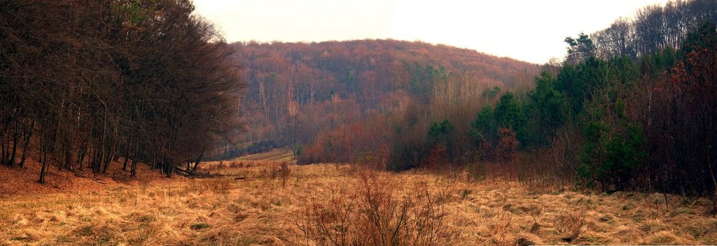 Панорама лісу біля смт.Івано-Франкове, Ивано-Франково