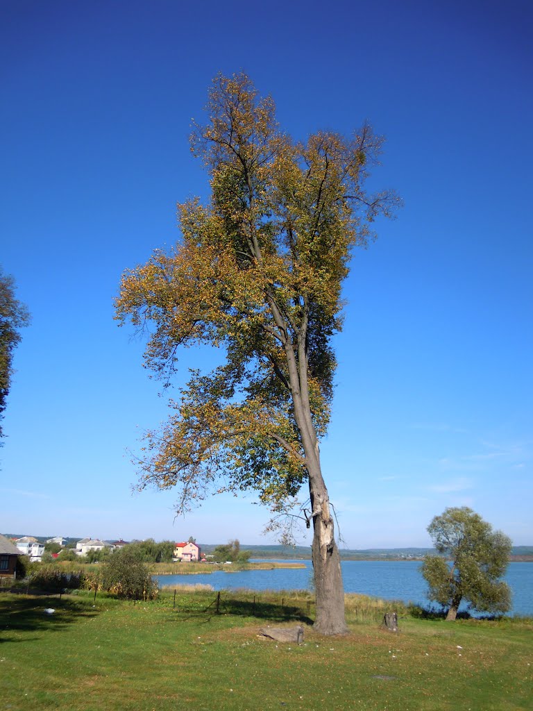 Дерево на березі, Ивано-Франково