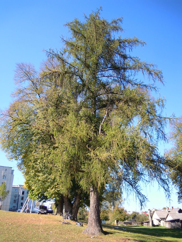 Дерево на березі 2, Ивано-Франково