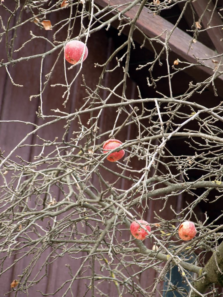 Ноябрьские яблоки / November apples, Трускавец