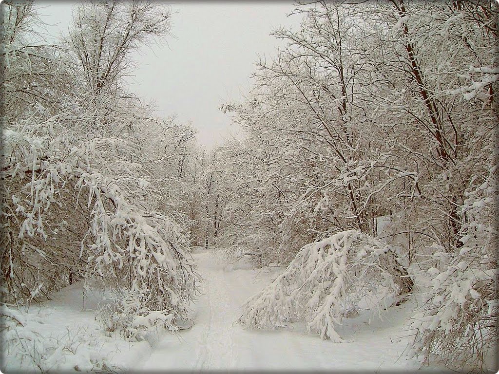 Зима. Деревья в снегу., Доманевка