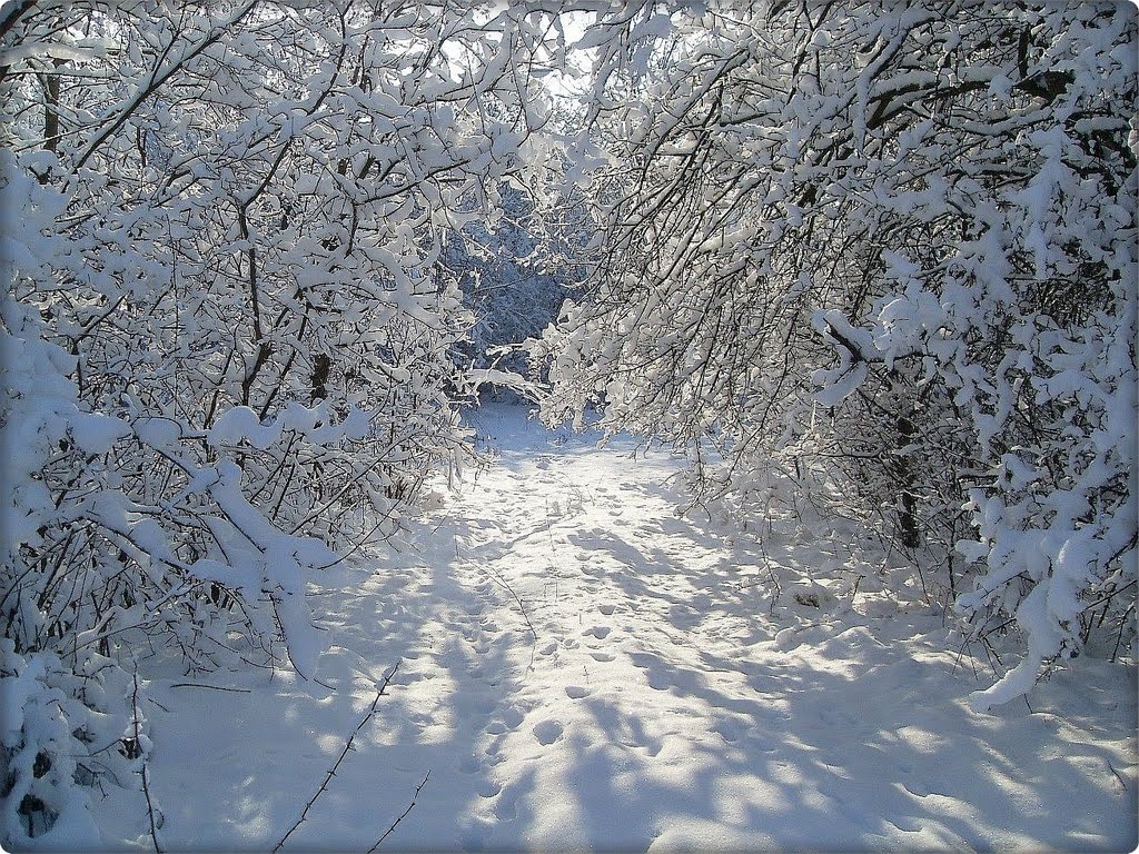 Зима  в лесу., Доманевка