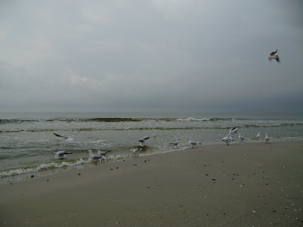 Black sea. Ochakov. The seagull on coast. Чайки на берегу, Очаков
