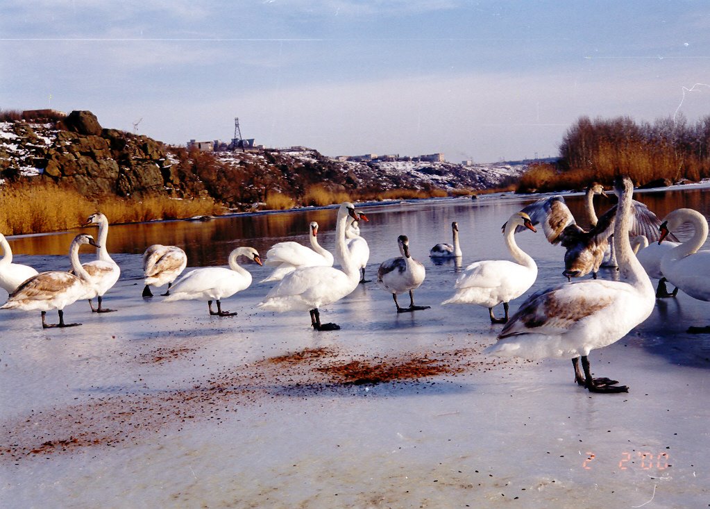 Лебеди на Южном Бугу, Южноукраинск