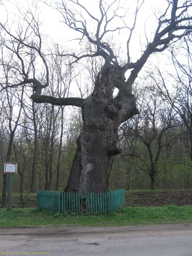 Кочубевский дуб, Диканька