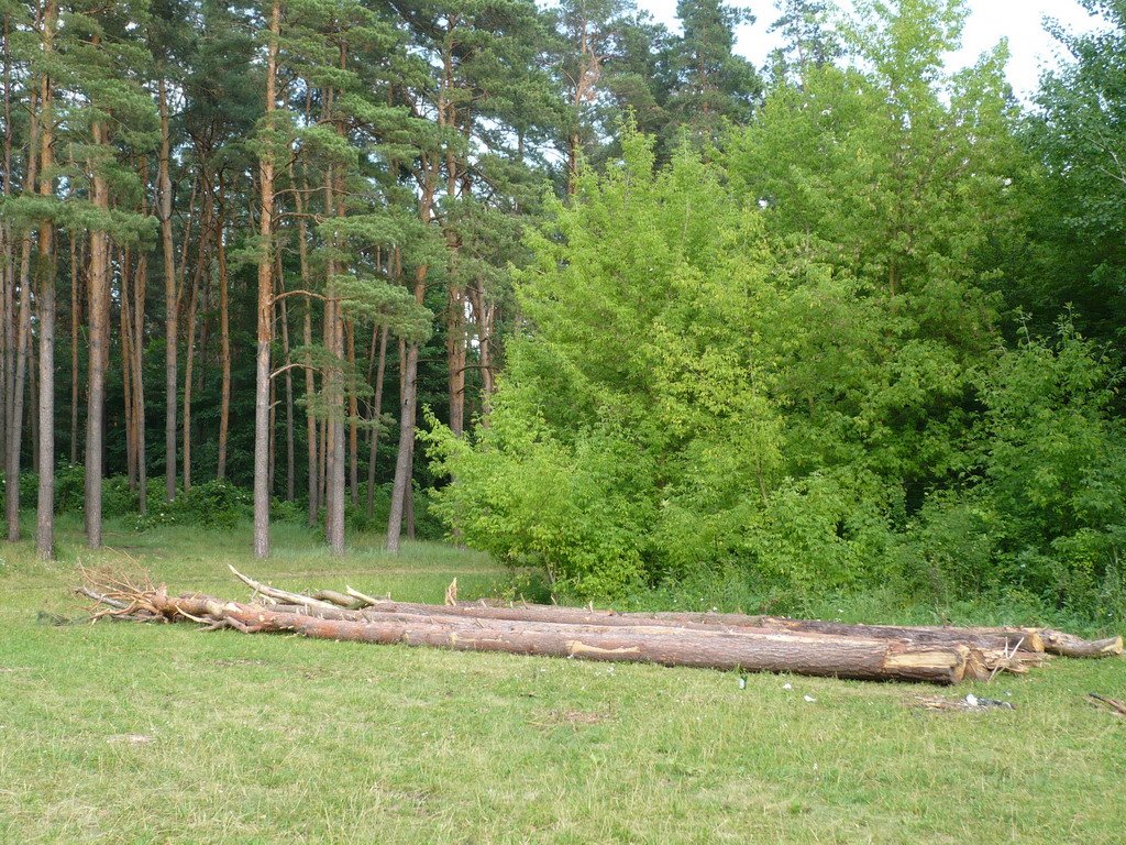 Галявина біля соснового парку, Лохвица