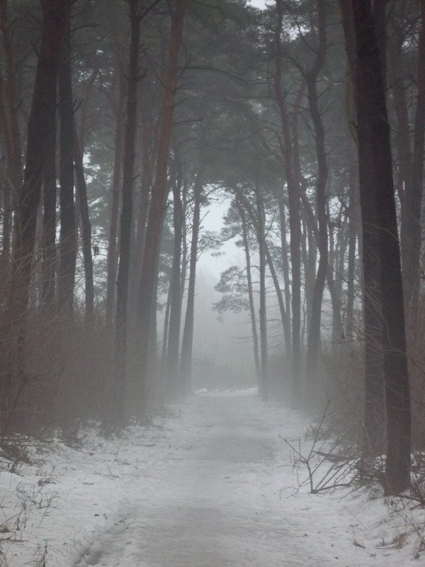 Туманний ранок в сосновому парку, Лохвица