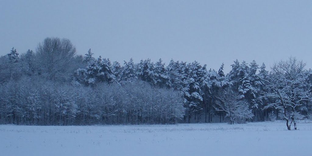 Сосновий парк (Зима 2009)..., Лохвица