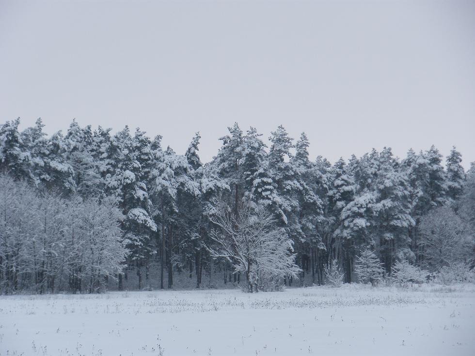 Сосновий парк (Зима 2009)..., Лохвица