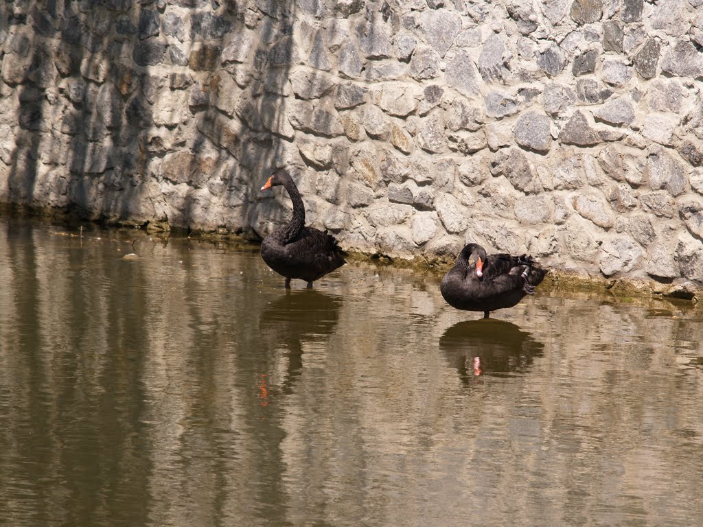 Черные лебеди, Миргород