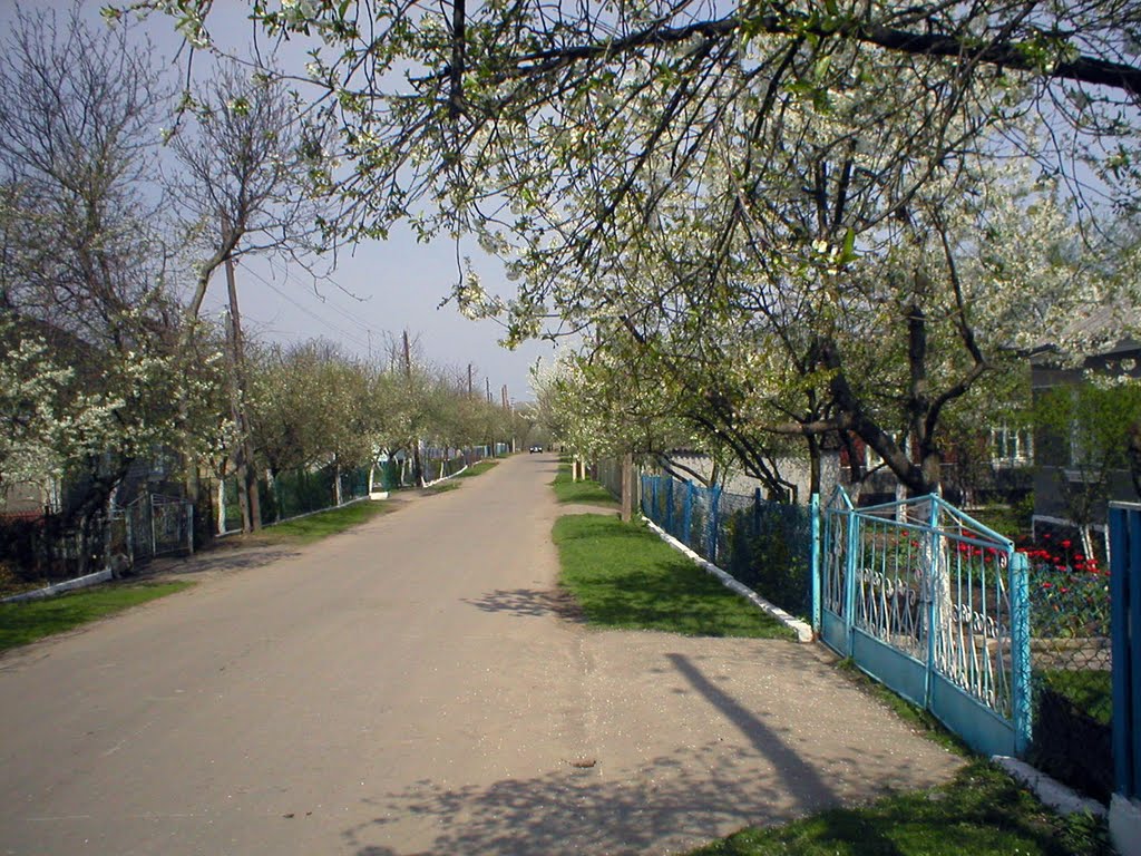 Вулиця Шевченка весна, Демидовка